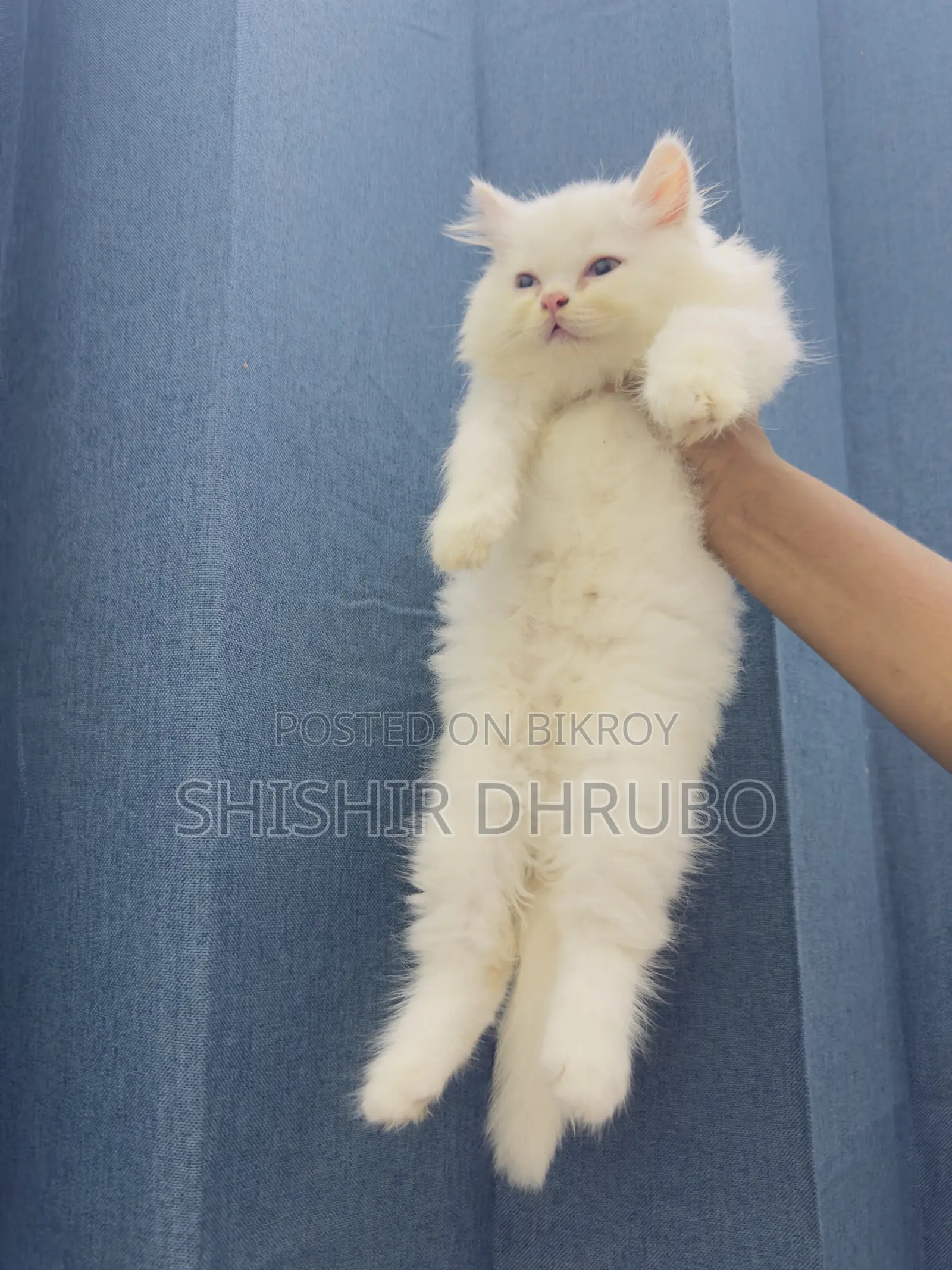 1-3 months Female Purebred Persian