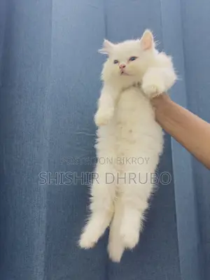 1-3 months Female Purebred Persian