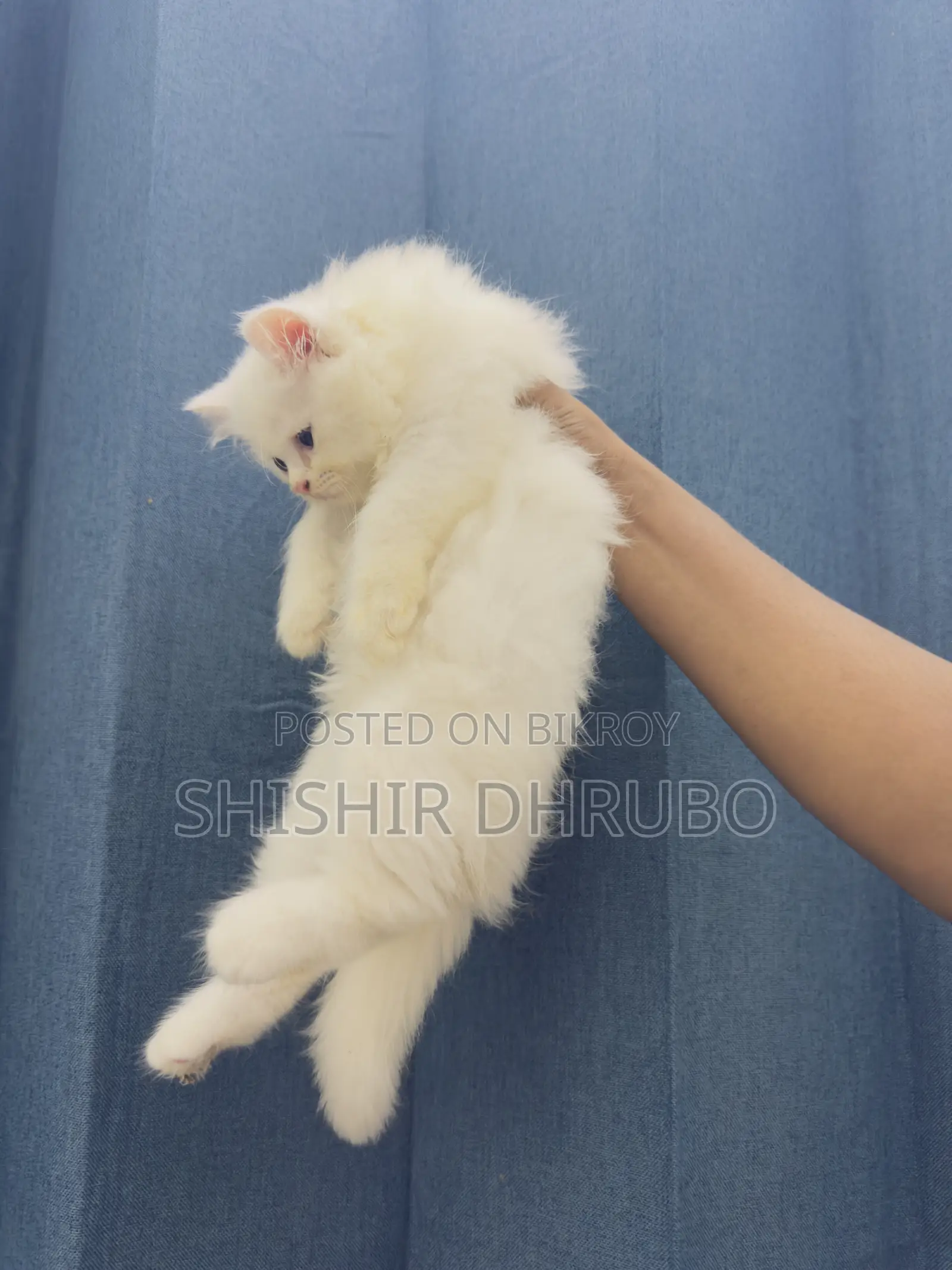 1-3 months Female Purebred Persian