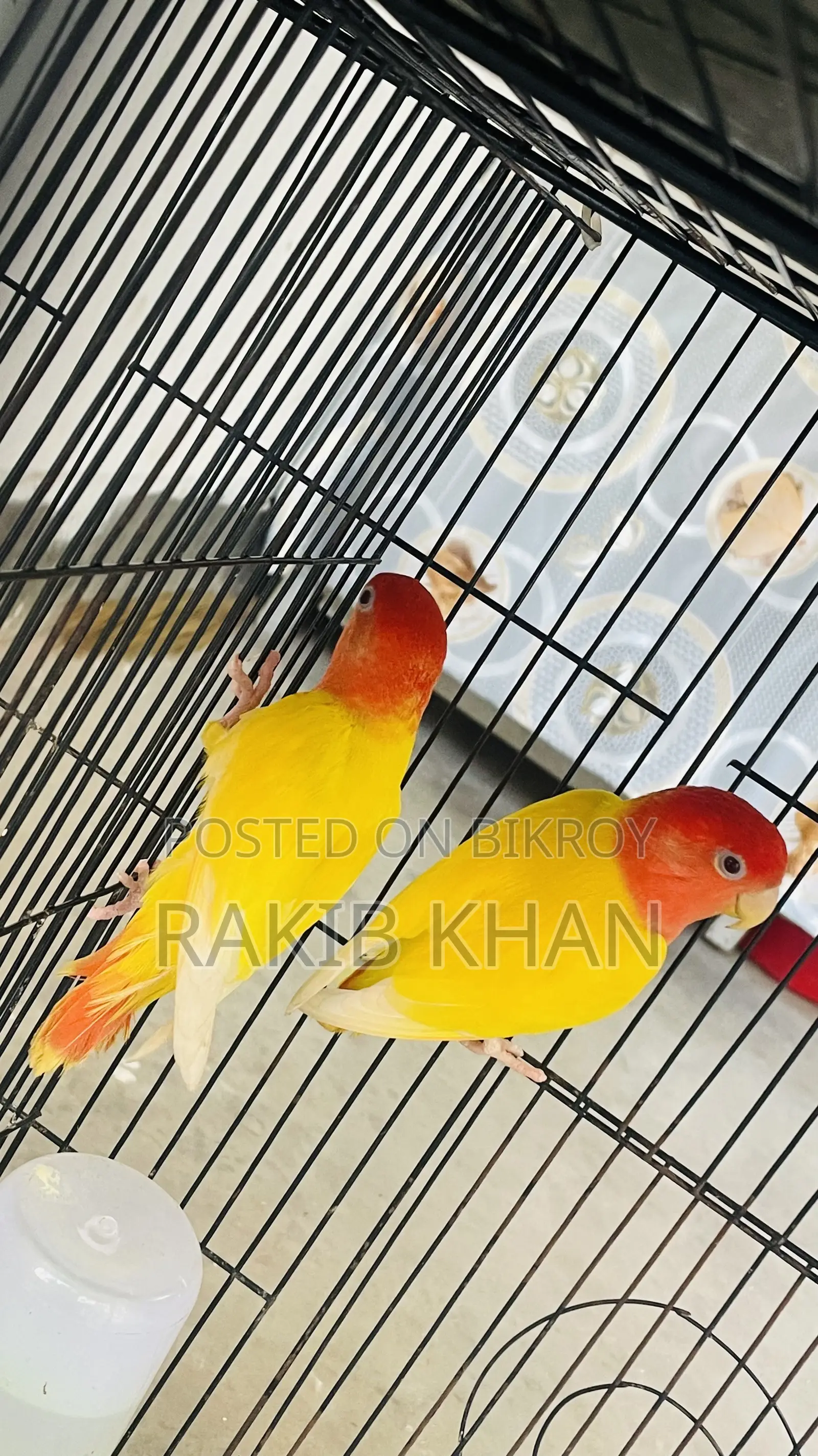 Love Bird Pakhi