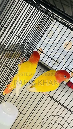 Love Bird Pakhi