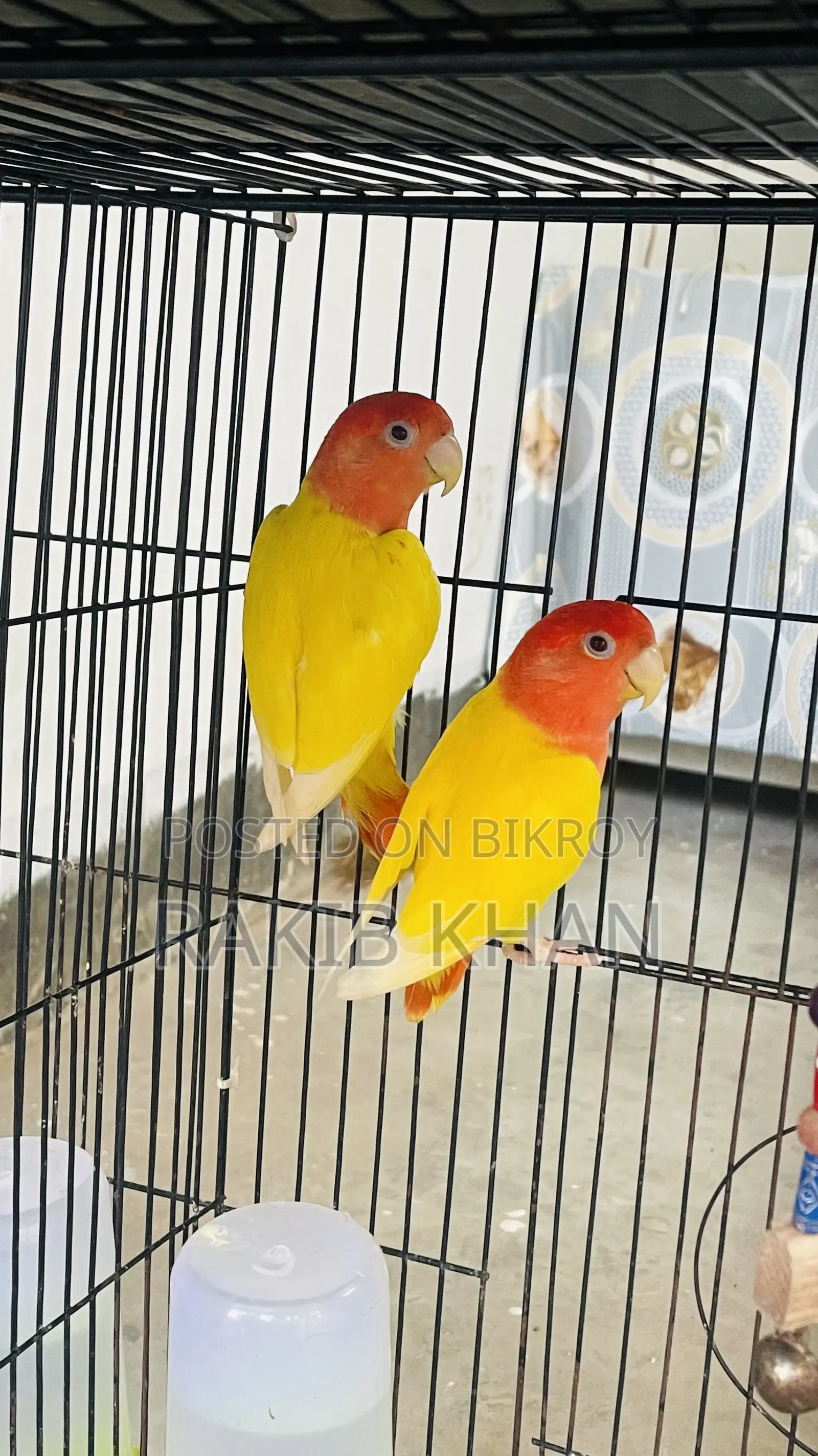 Love Bird Pakhi