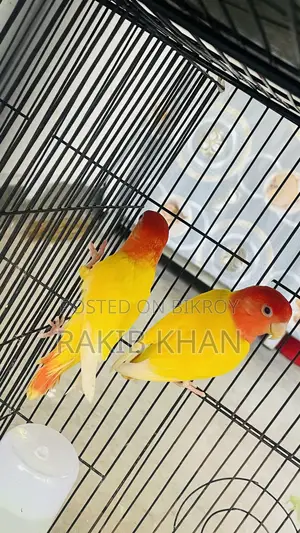 Love Bird Pakhi