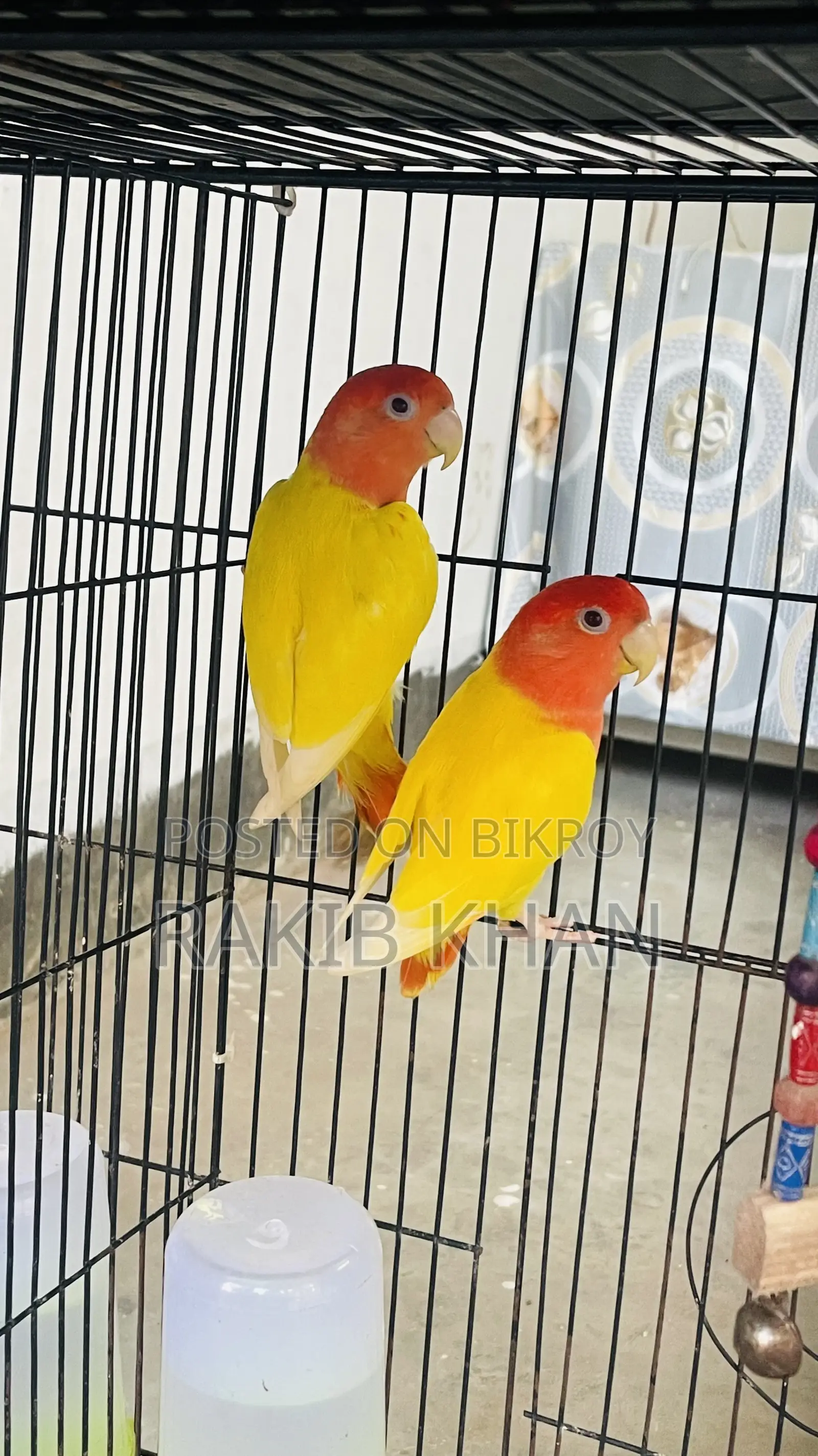 Love Bird Pakhi