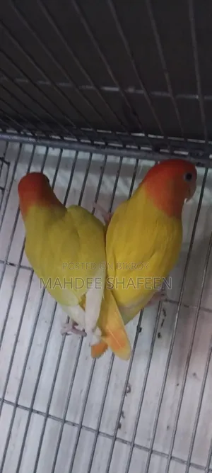 Lovebird Breeding Pair
