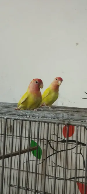 Lovebird Breeding Pair