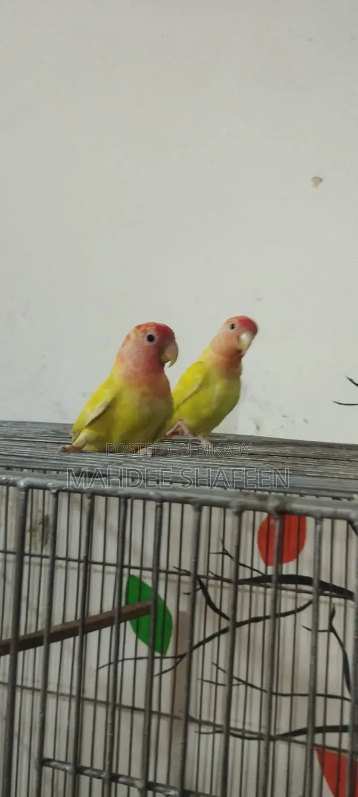 Lovebird Breeding Pair