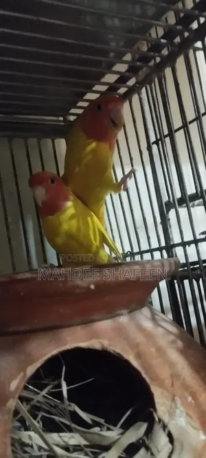 Lovebird Breeding Pair