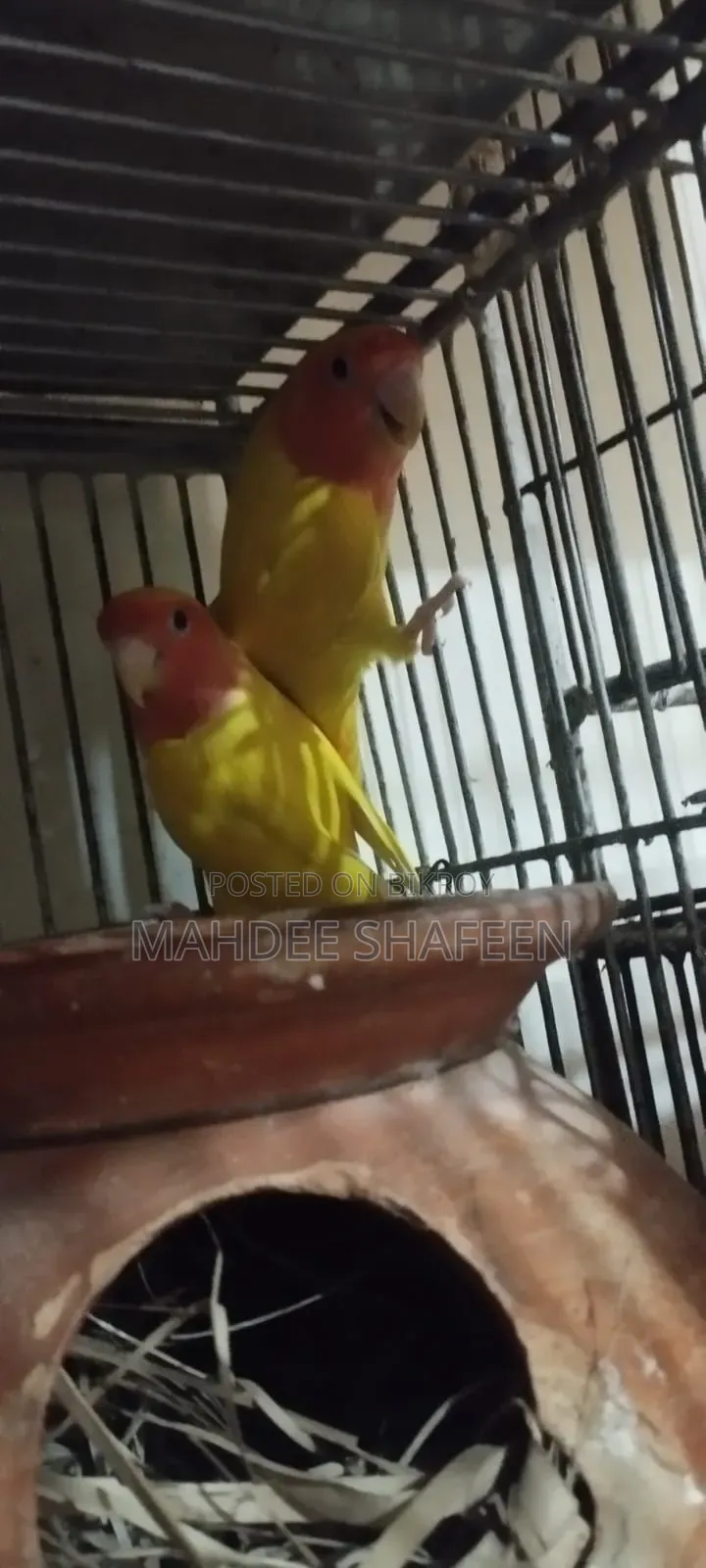 Lovebird Breeding Pair