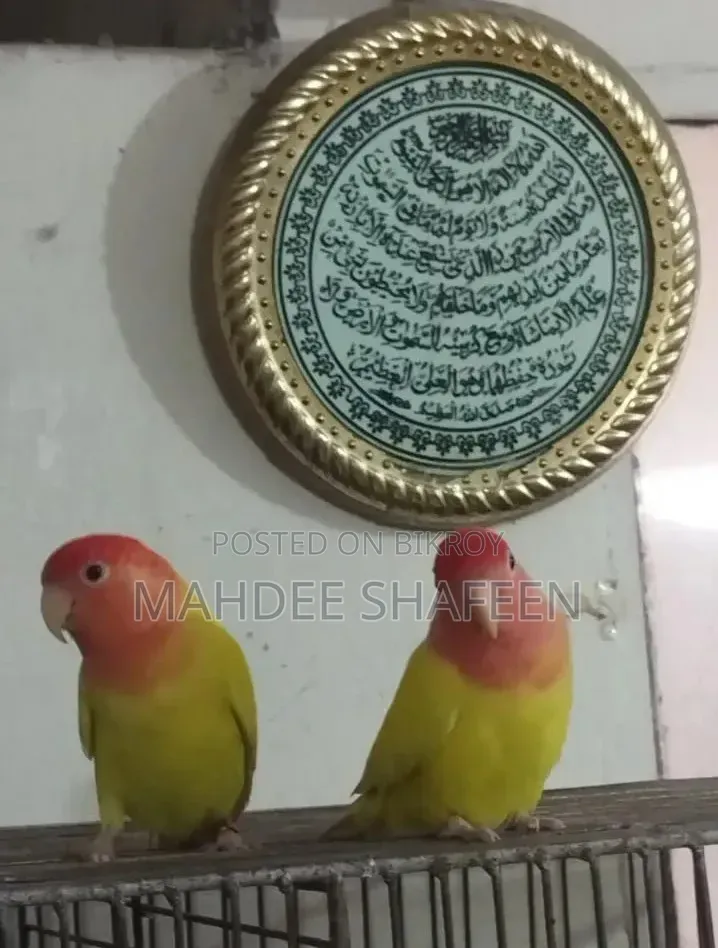 Lovebird Breeding Pair