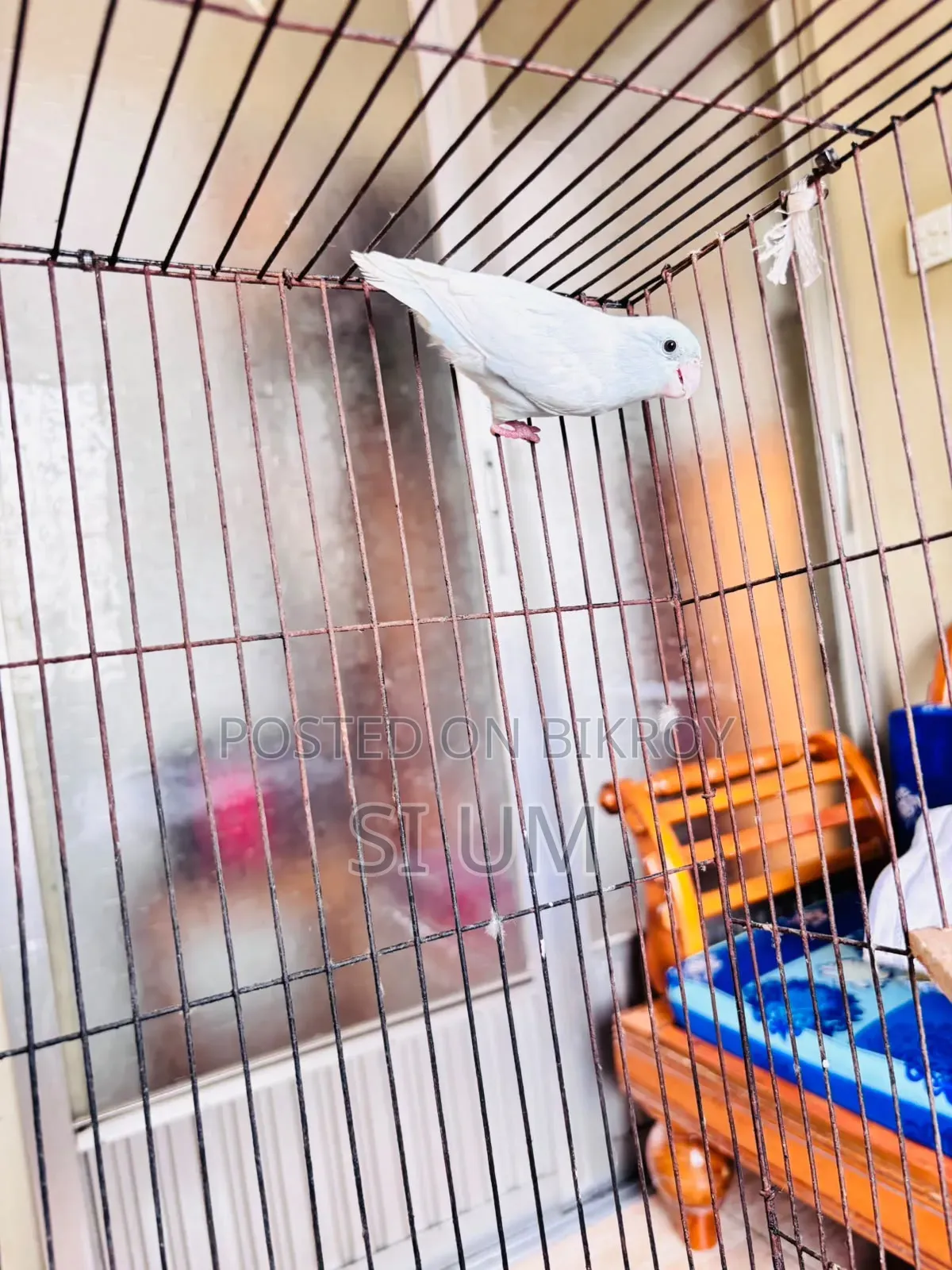 Forpus Breeding Pair