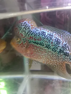 SRD Flowerhorn