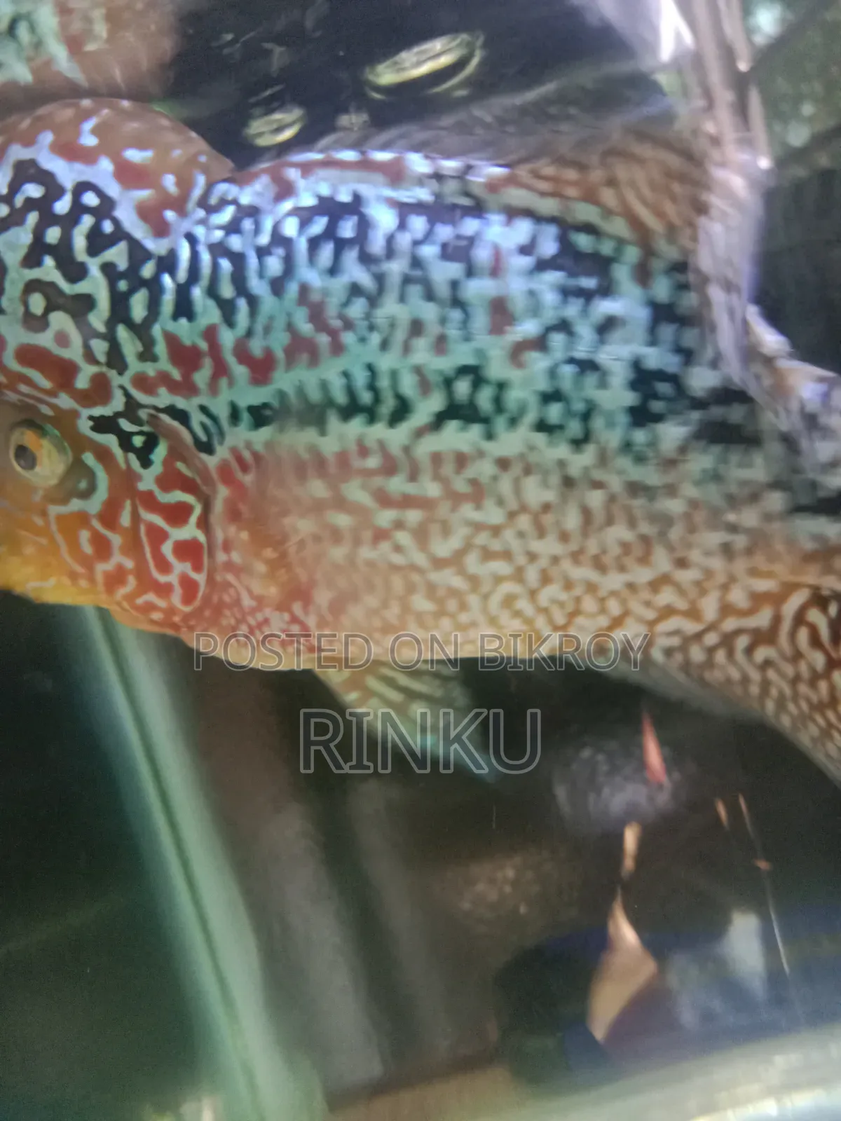 SRD Flowerhorn