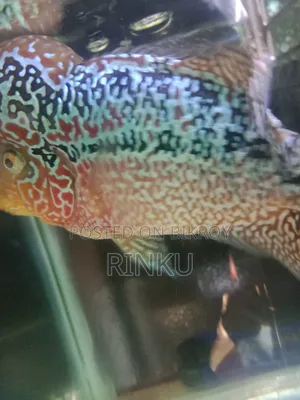 SRD Flowerhorn