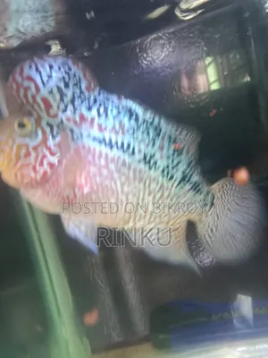 SRD Flowerhorn