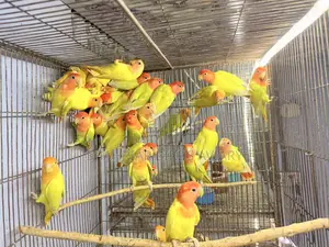 অপলাইন লাভবার্ড পাখি