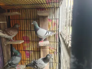 1jura Racer Kobutor Sell Hove  With Padigre + Club Ring Male/Female