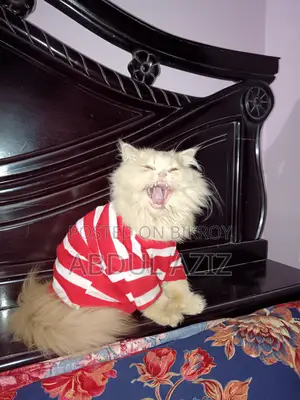 6-12 months Male Purebred Persian