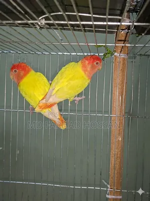 LOVE BIRD Yellow Fisher