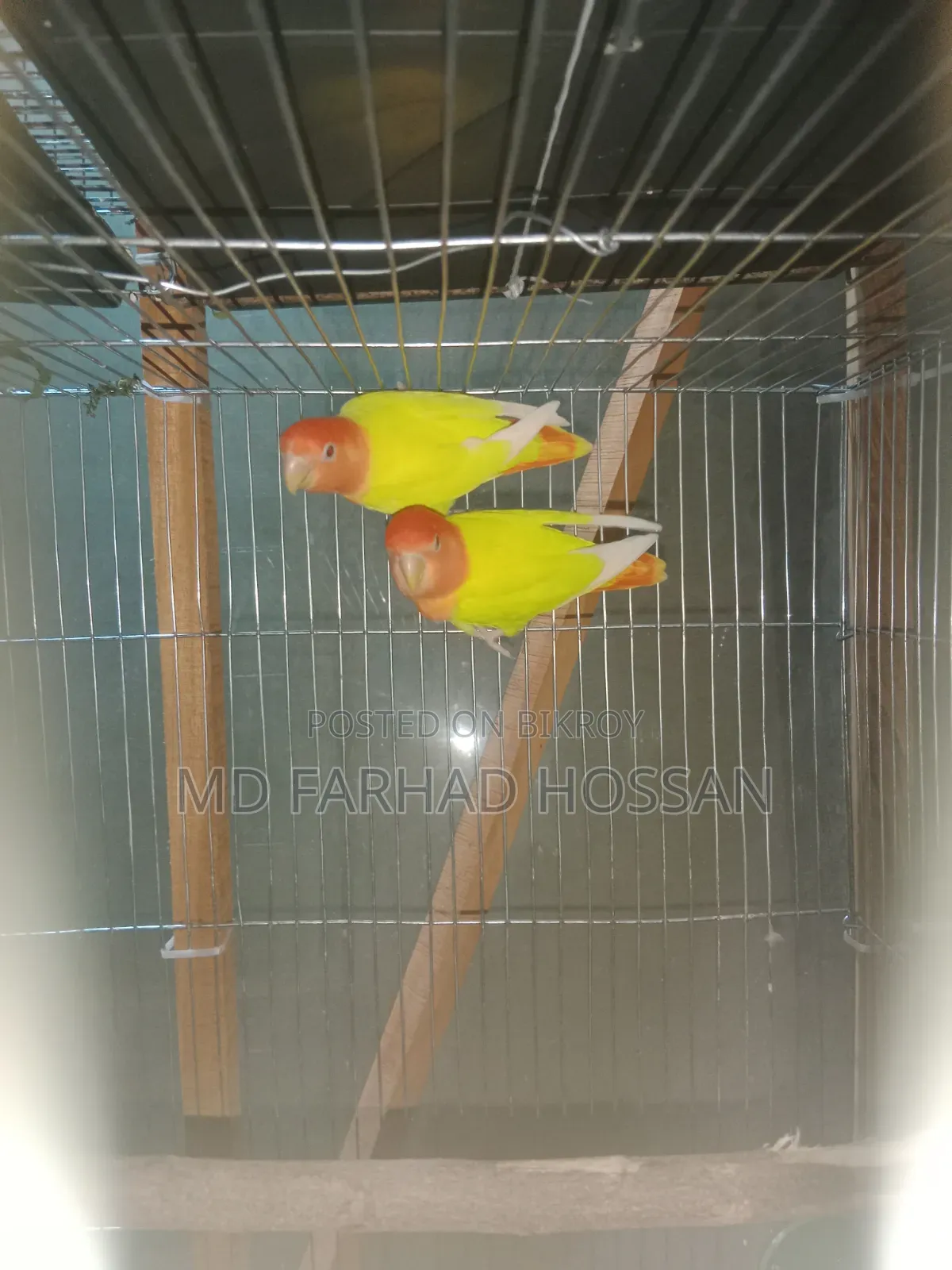 LOVE BIRD Yellow Fisher