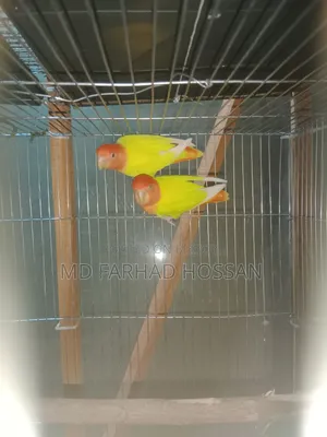 LOVE BIRD Yellow Fisher