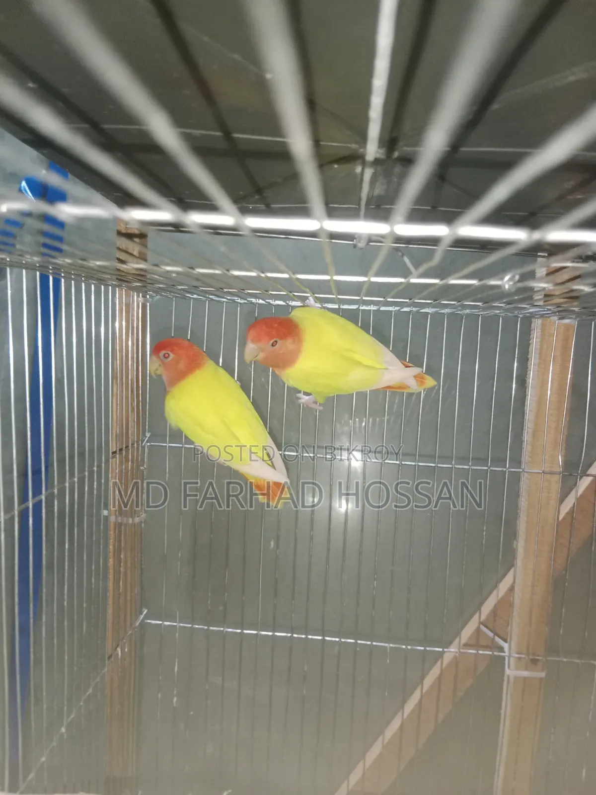 LOVE BIRD Yellow Fisher