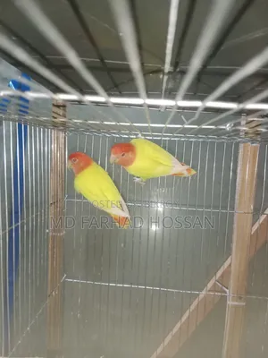 LOVE BIRD Yellow Fisher