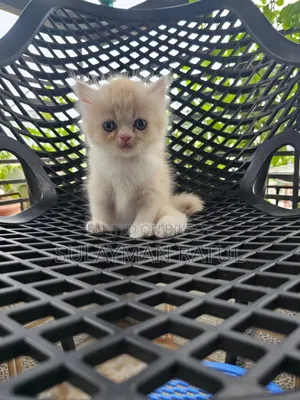 3-6 months Female Purebred Persian