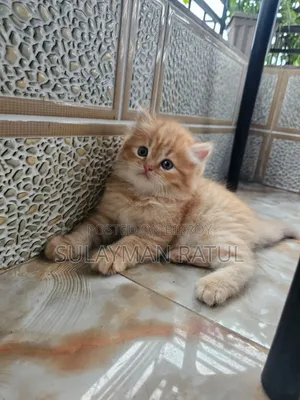 3-6 months Female Purebred Persian