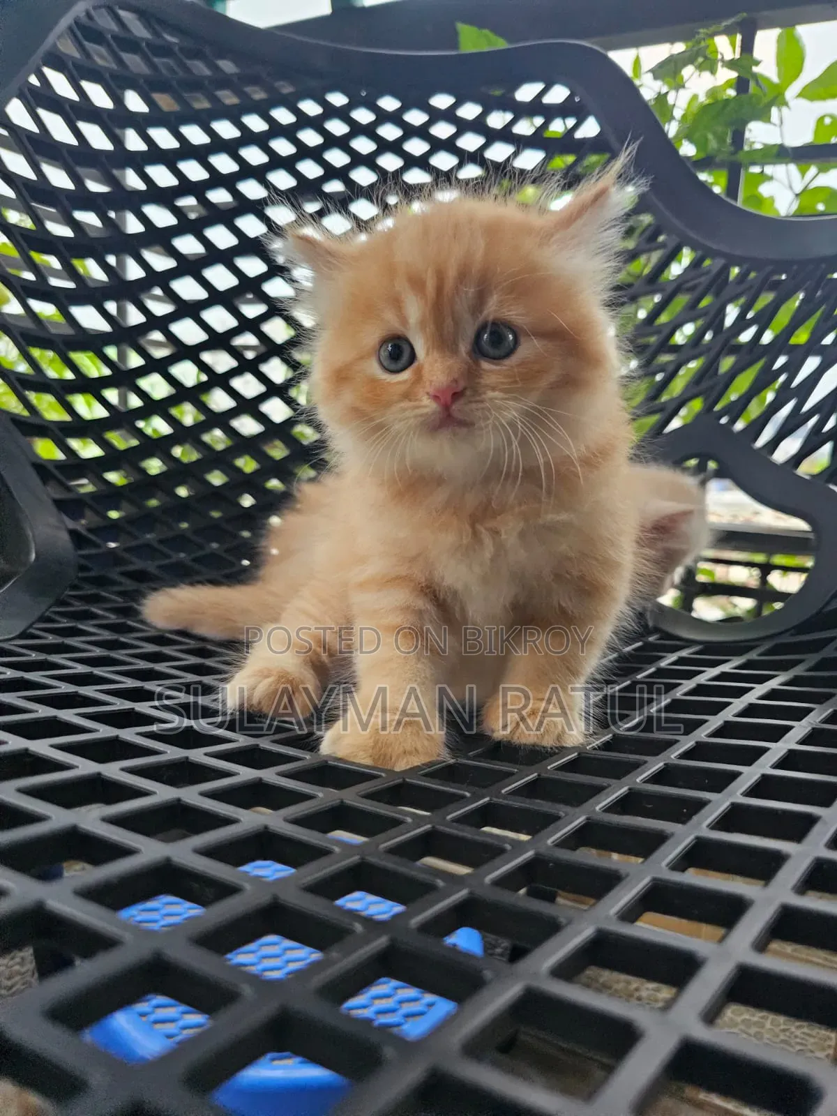 3-6 months Female Purebred Persian