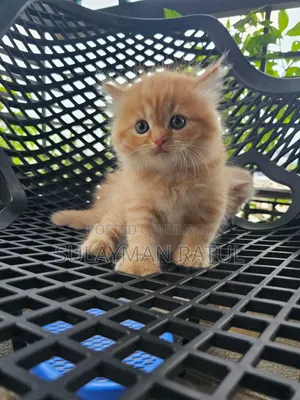3-6 months Female Purebred Persian