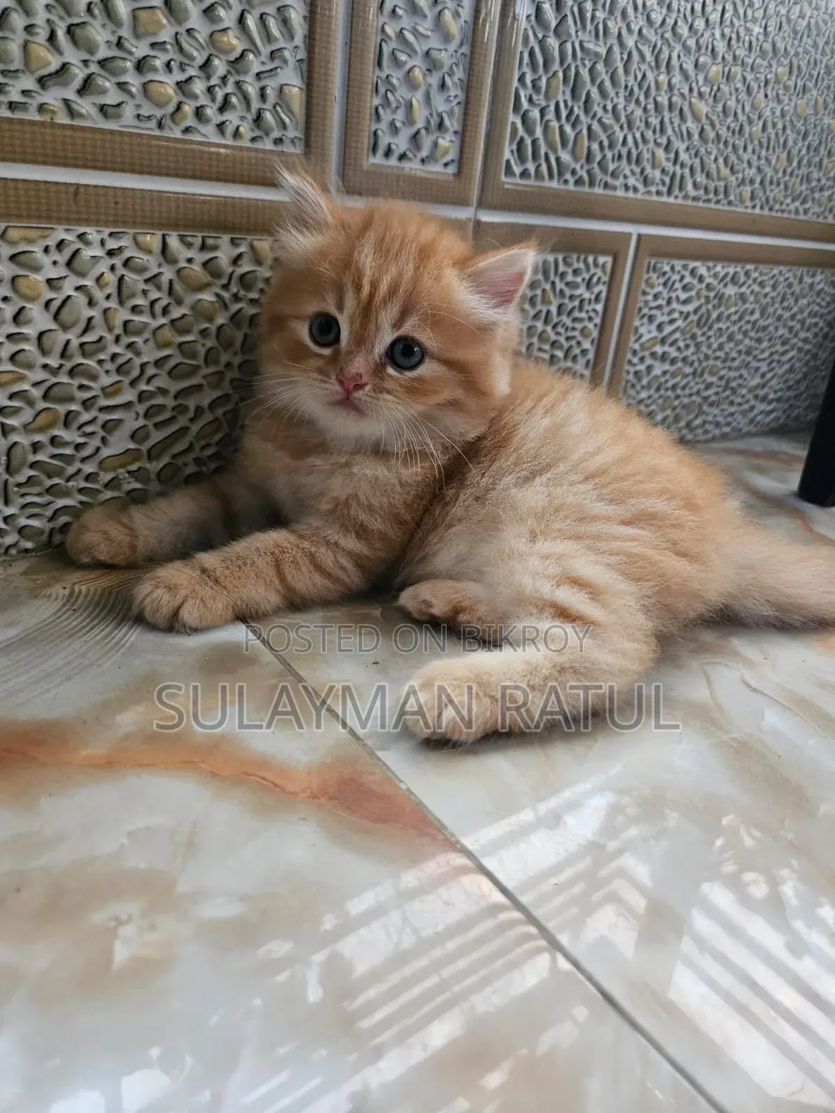 3-6 months Female Purebred Persian