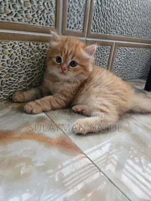 3-6 months Female Purebred Persian