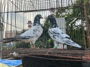 Teddy and Kamagar Pair