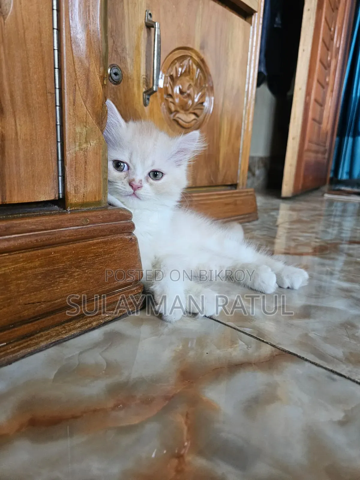 3-6 months Female Purebred Persian