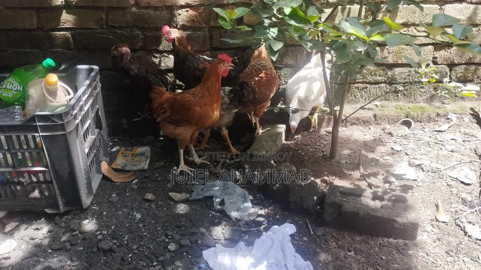 Local Rooster Chicks