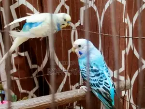 কেস সহ বিক্রির জন্য ১ জোড়া বাজরিগার পাখি