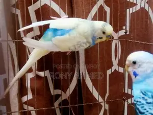 কেস সহ বিক্রির জন্য ১ জোড়া বাজরিগার পাখি