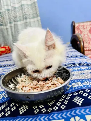 3-6 months Male Purebred Persian