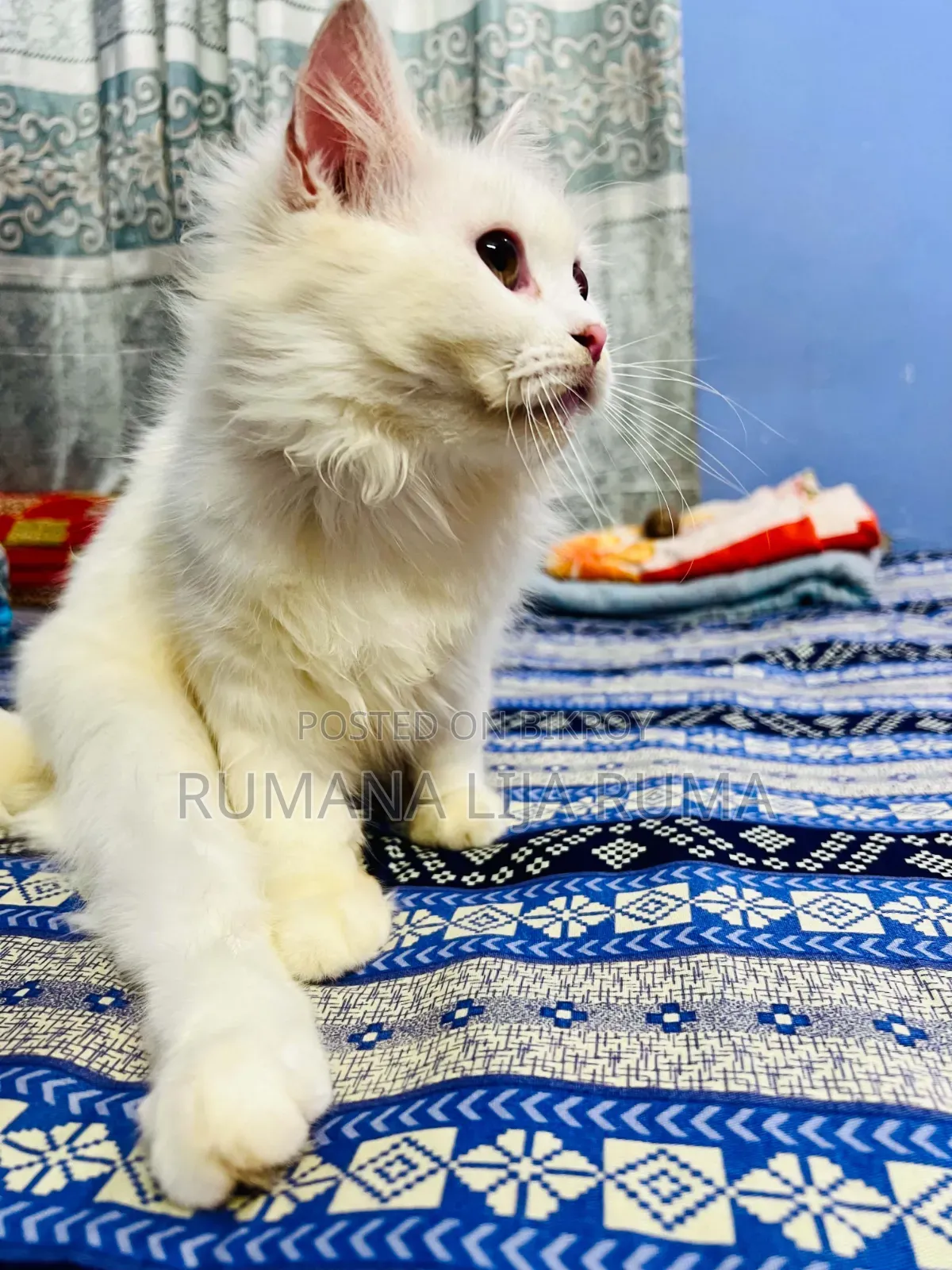 3-6 months Male Purebred Persian