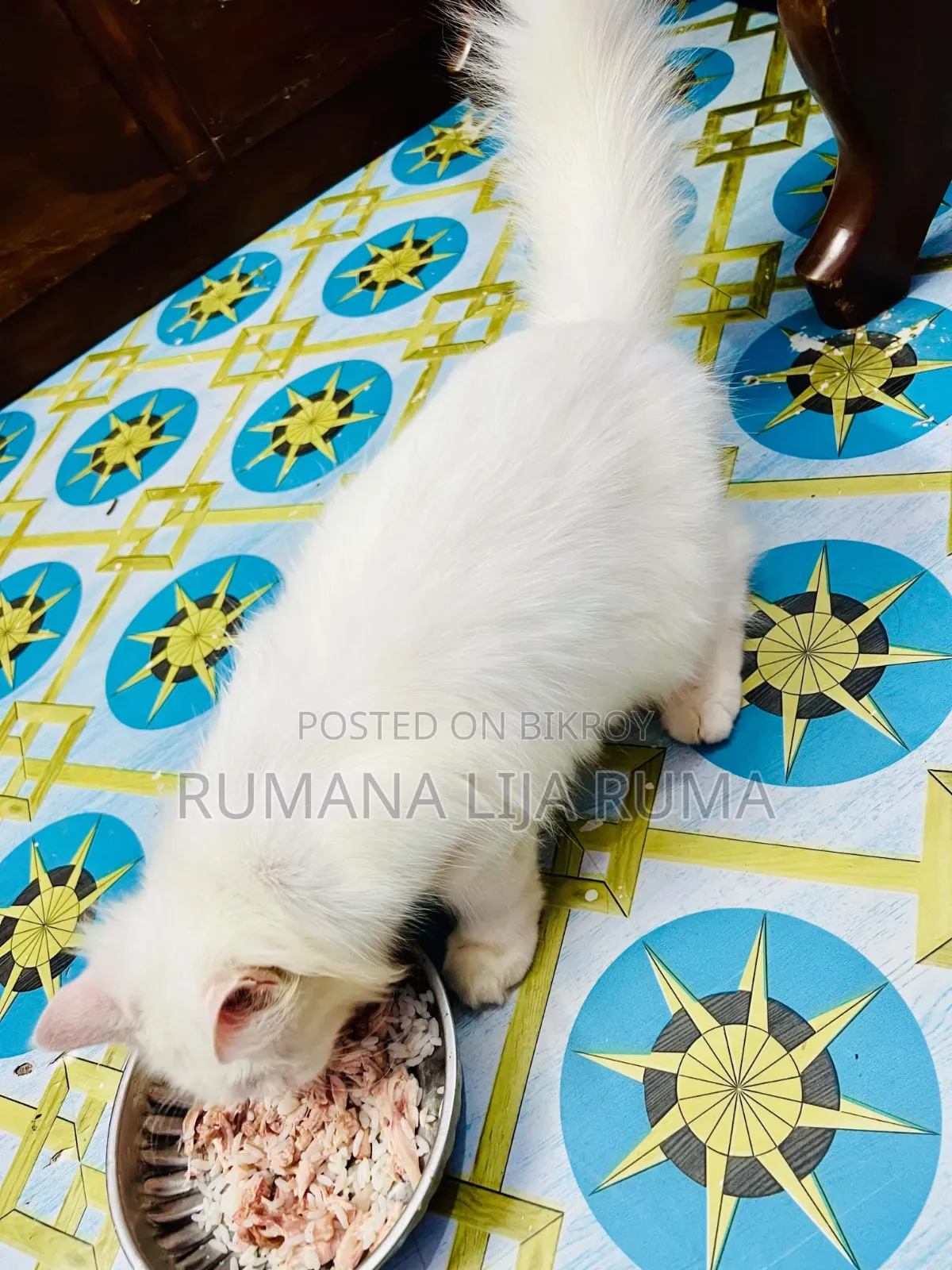 3-6 months Male Purebred Persian