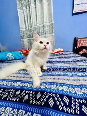 3-6 months Male Purebred Persian