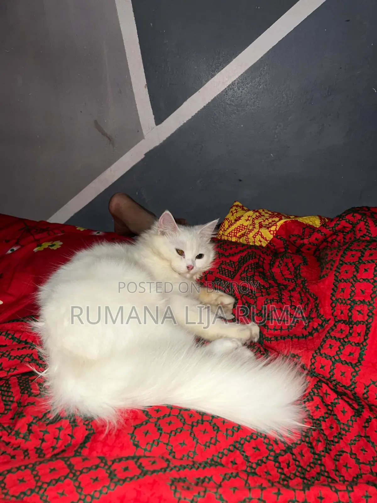 3-6 months Male Purebred Persian
