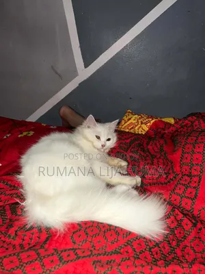 3-6 months Male Purebred Persian