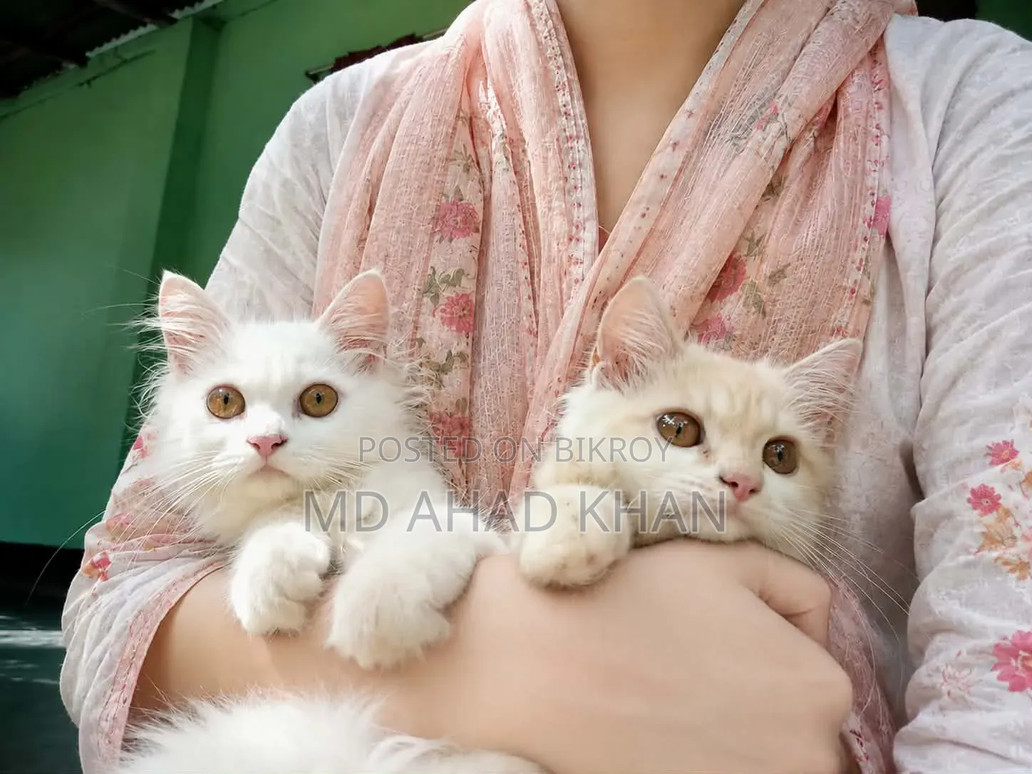 1+ year Male Purebred Persian
