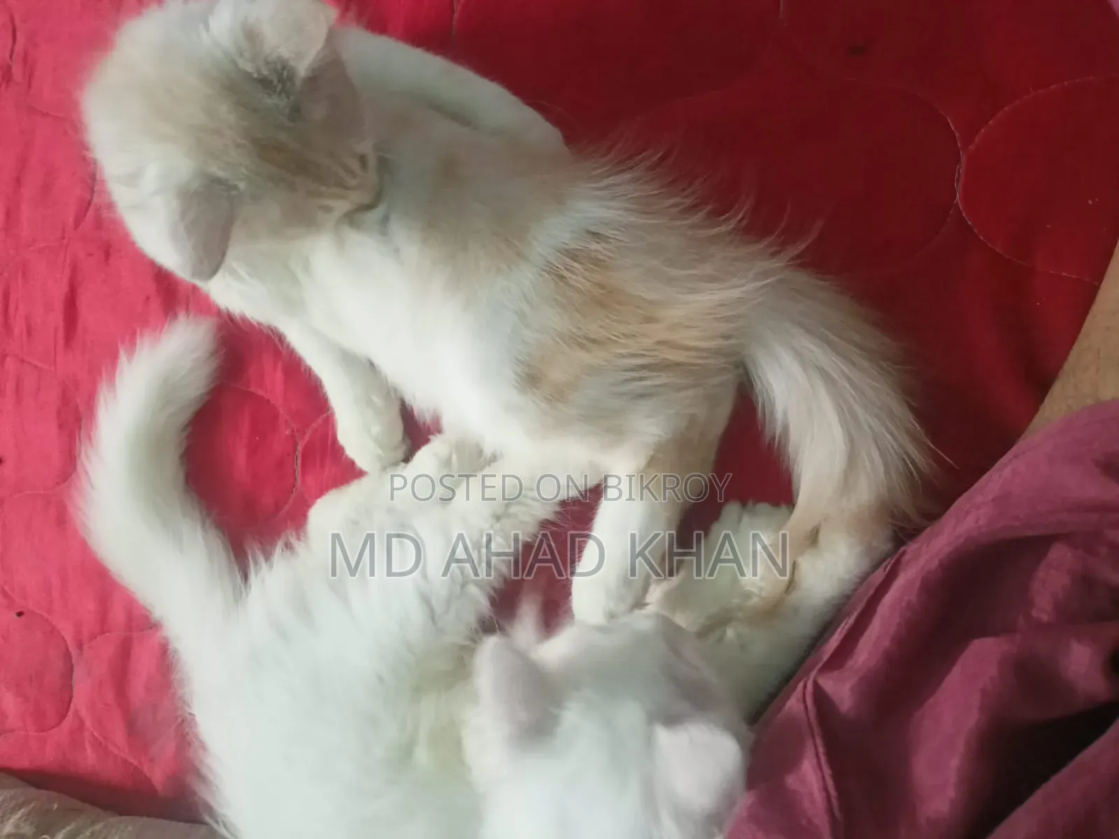 1+ year Male Purebred Persian