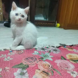 ৩-৬ মাসের পুরুষ মিশ্র জাতের পার্সিয়ান বিড়াল