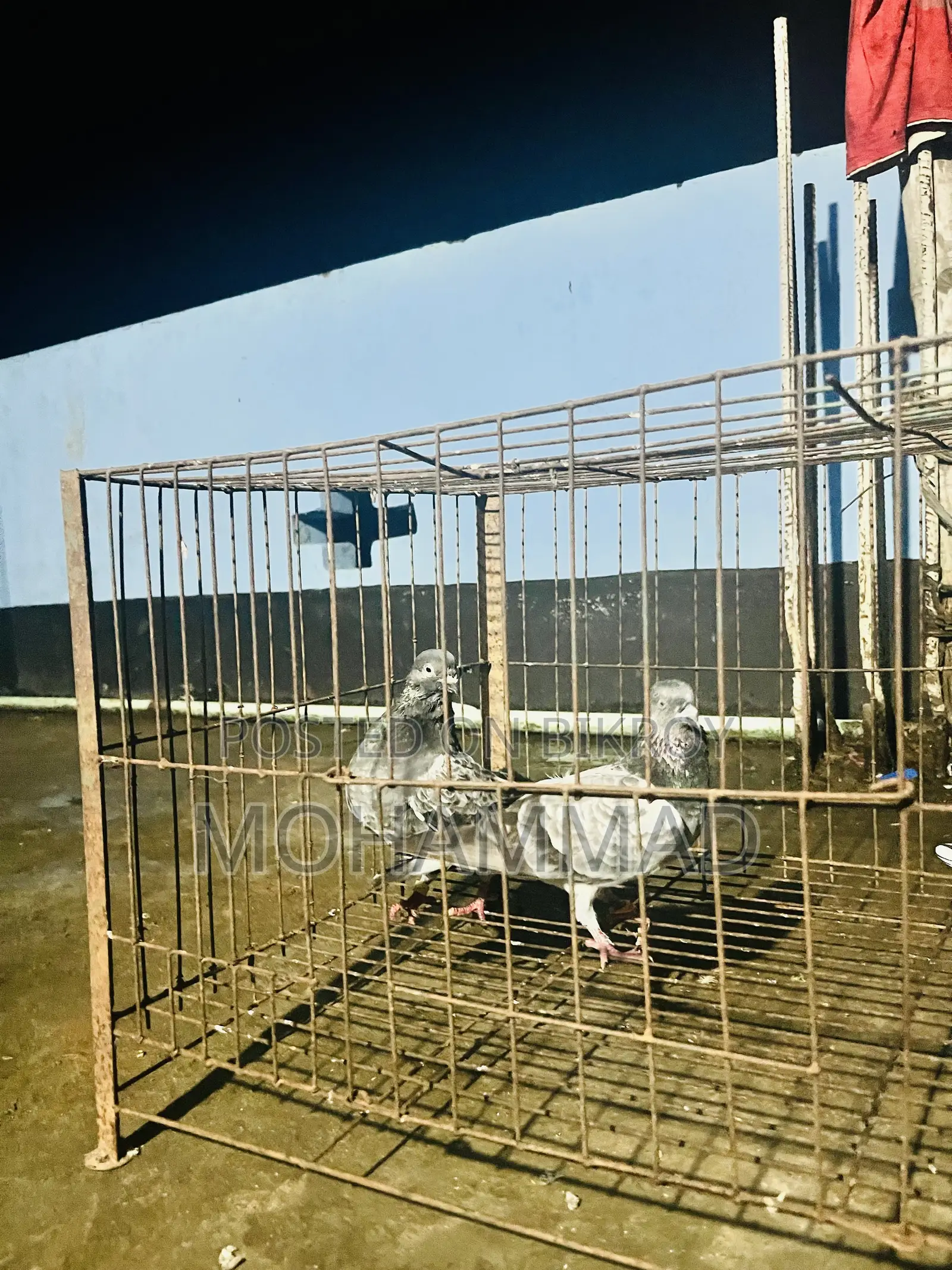 বাঘা গিরিবাজ স্পিরিং কবুতর