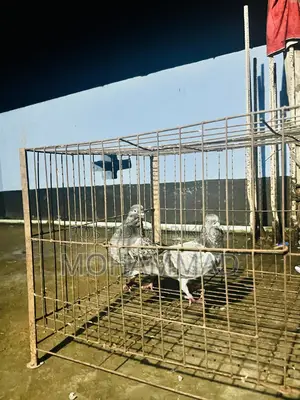 বাঘা গিরিবাজ স্পিরিং কবুতর