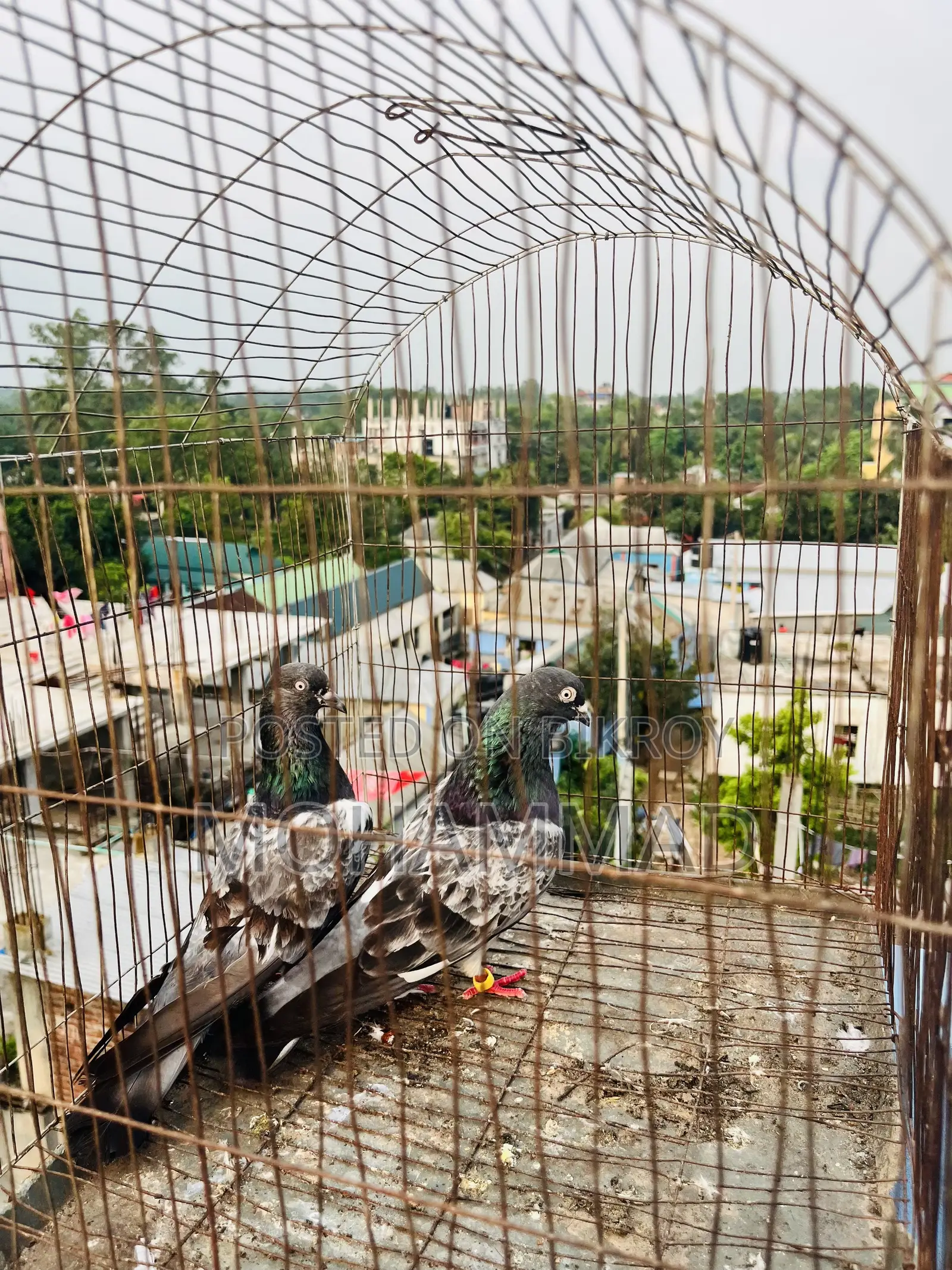বাঘা গিরিবাজ স্পিরিং কবুতর